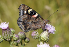 Red Admiral 101393.jpg